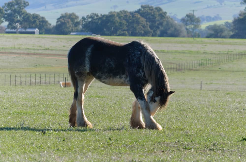 Australian Draught