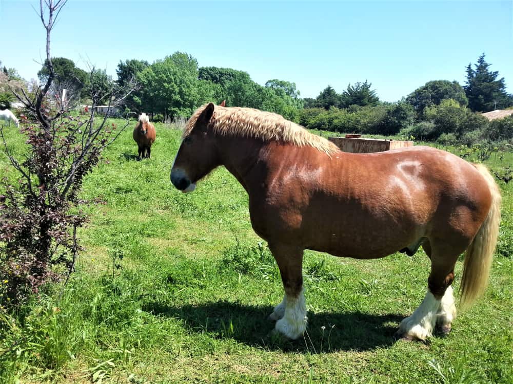 The,Boulonnais,Horse