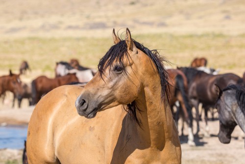 Buckskin Horse