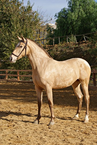 Champagne Horse