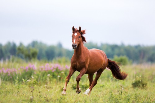Chestnut Horse