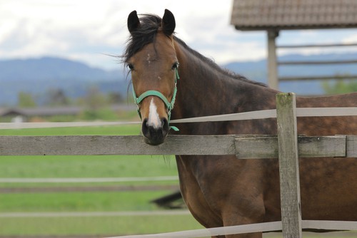 Chocolate Horse