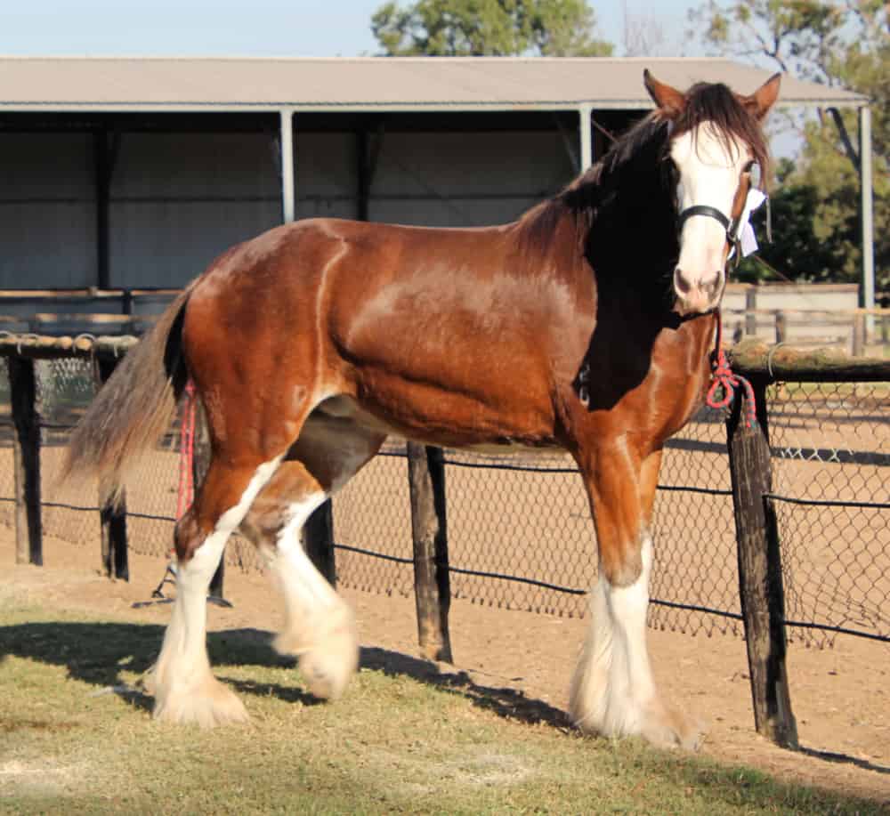 Clydesdale