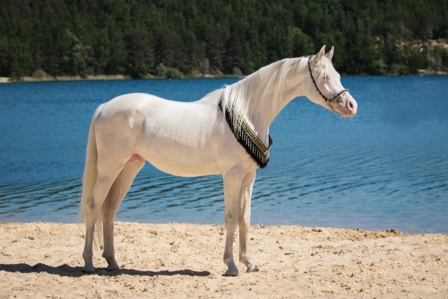 Cremello horses