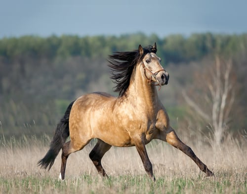 Dun Horse
