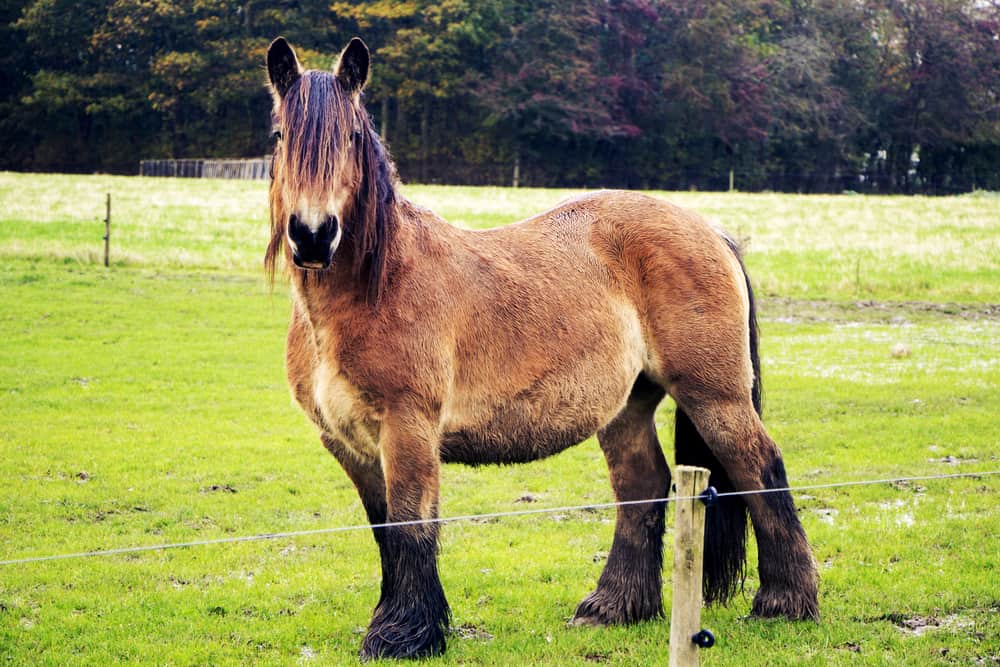 Jutland,Horse,,Equus,Ferus,Caballus,,Horse,Standing,Outdoors,In,Autumn.
