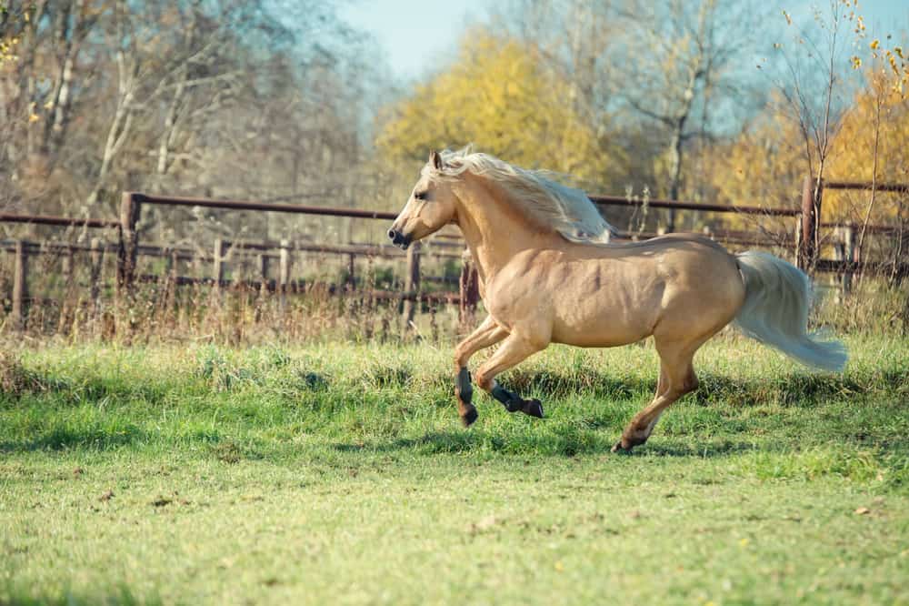Palominos Life Expectancy and Health Issues