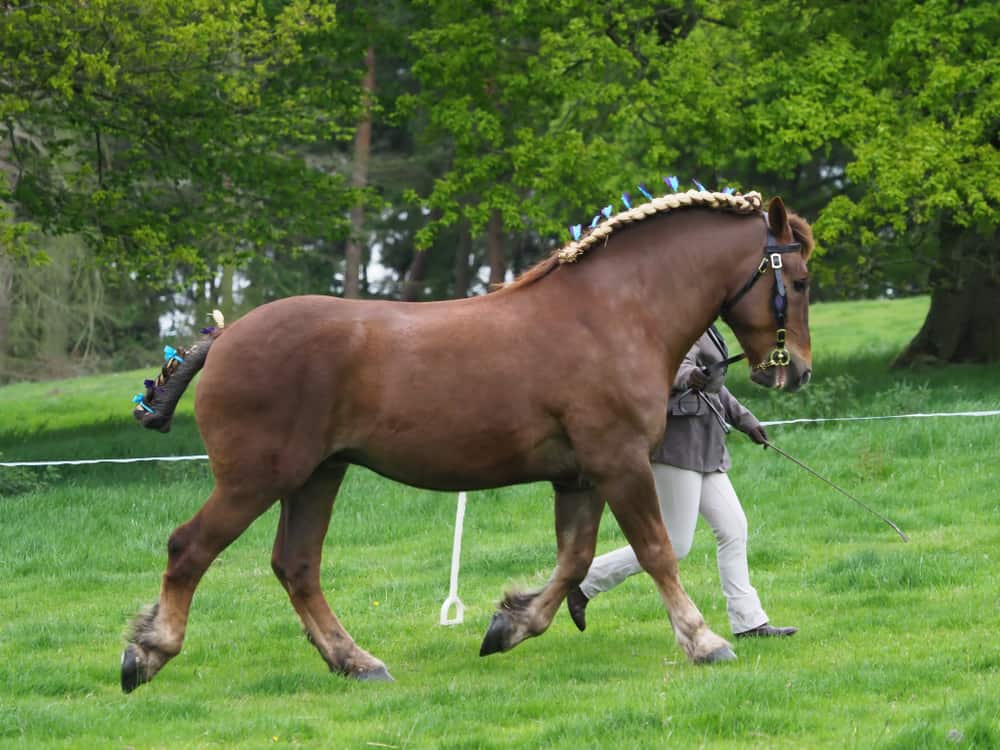 Suffolk Punch