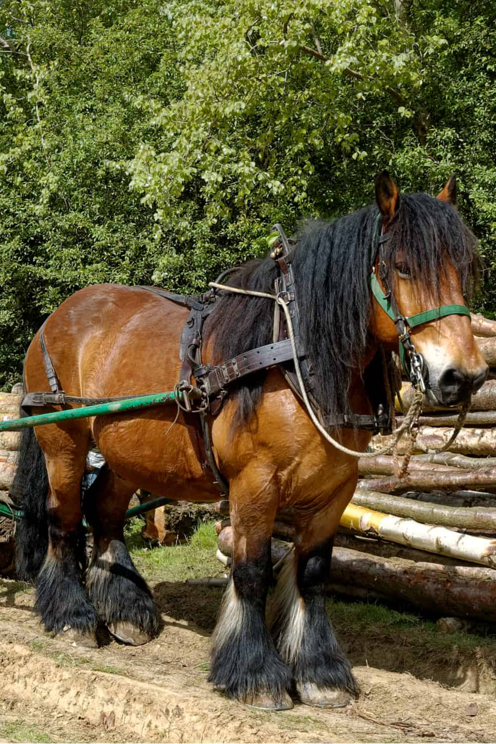 Ardennes Horse