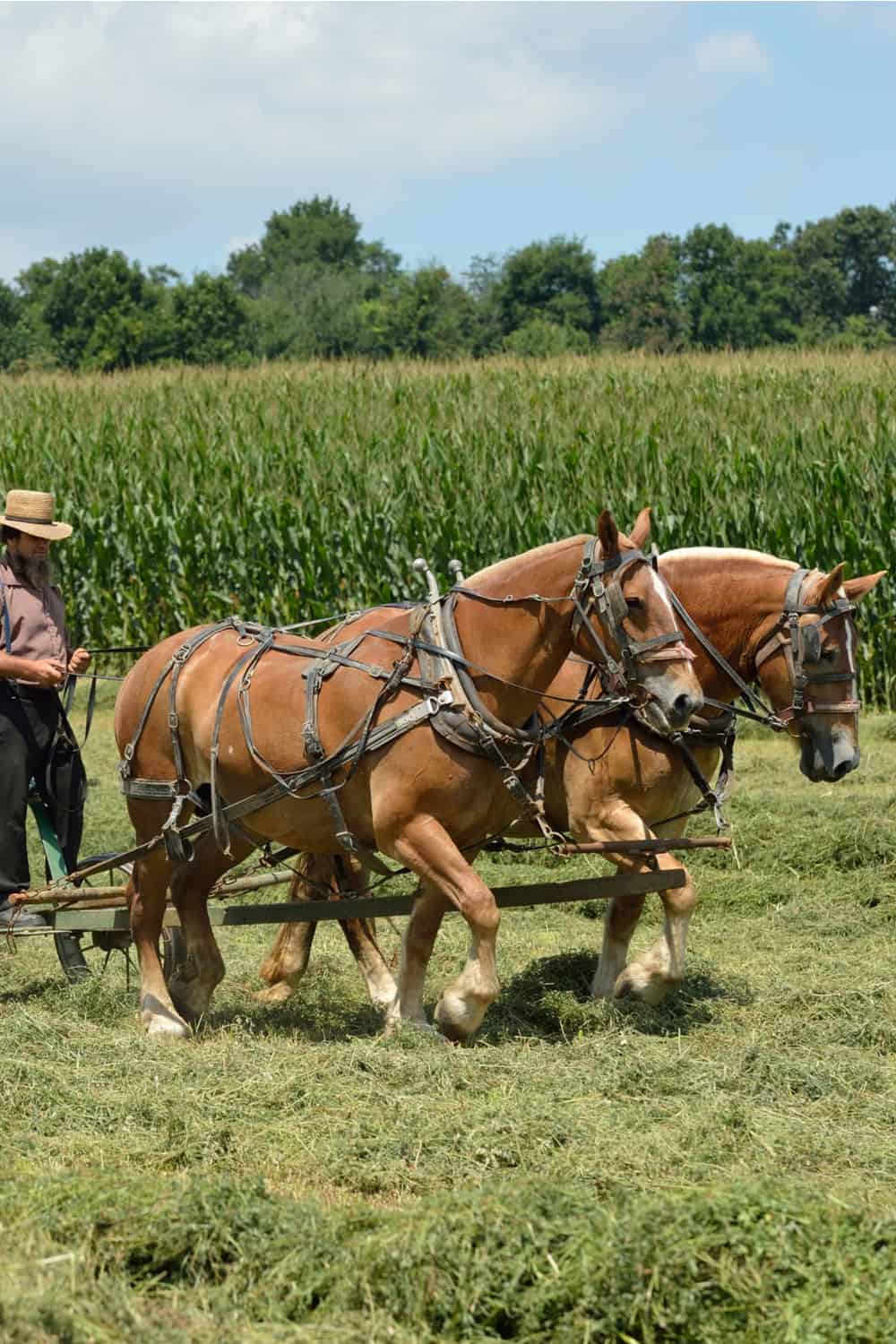 Belgian Horse