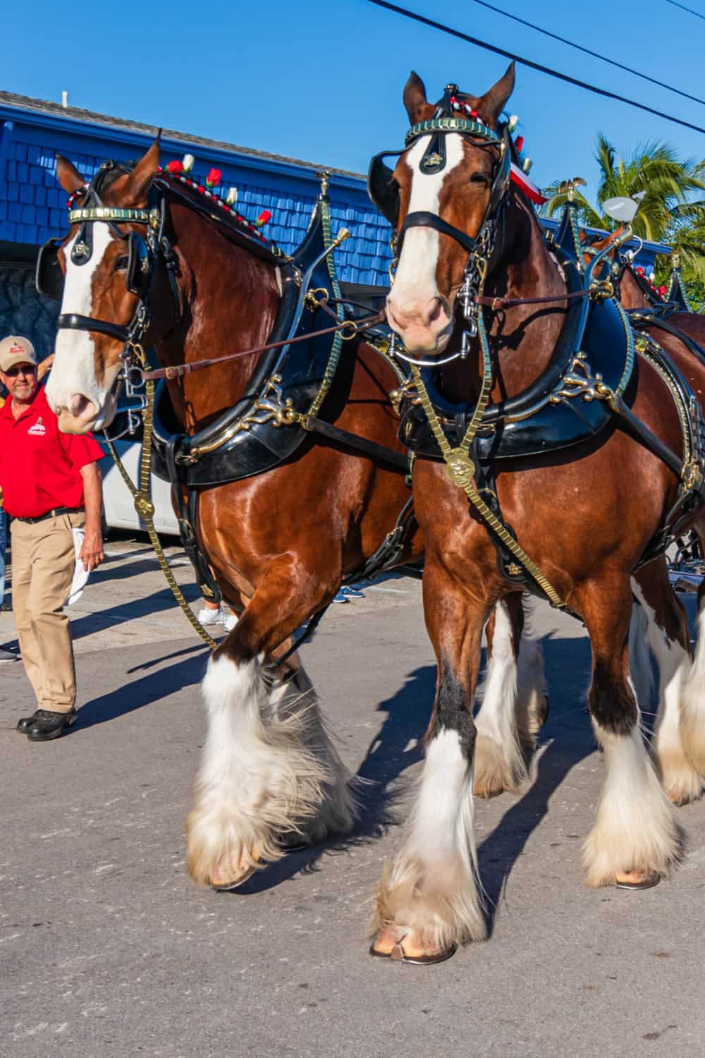 Clydesdale
