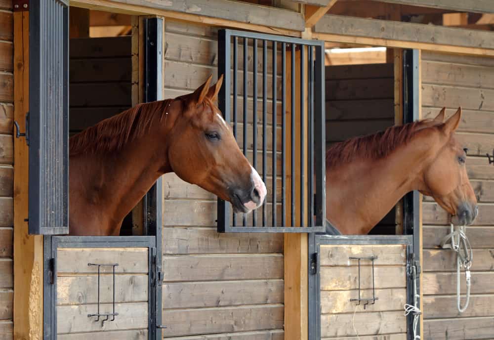 Ensure the Stable Has Sufficient Airflow