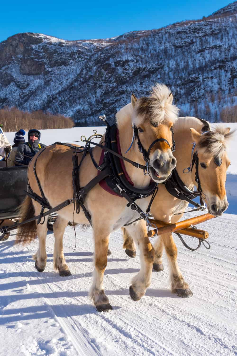Fjord Horse