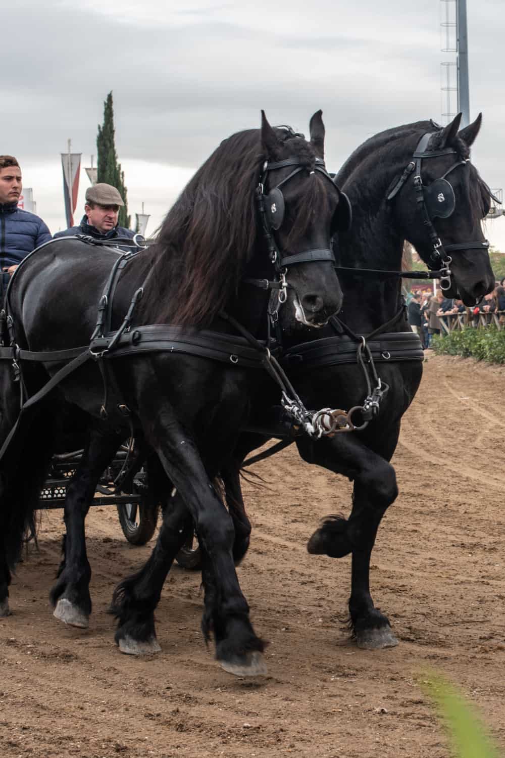 Friesian