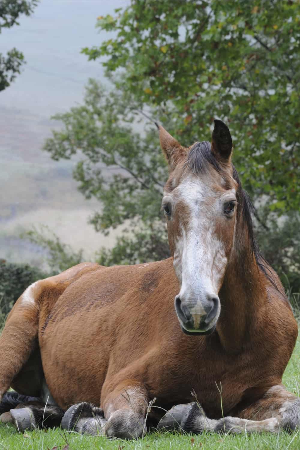 Horse Lifespan