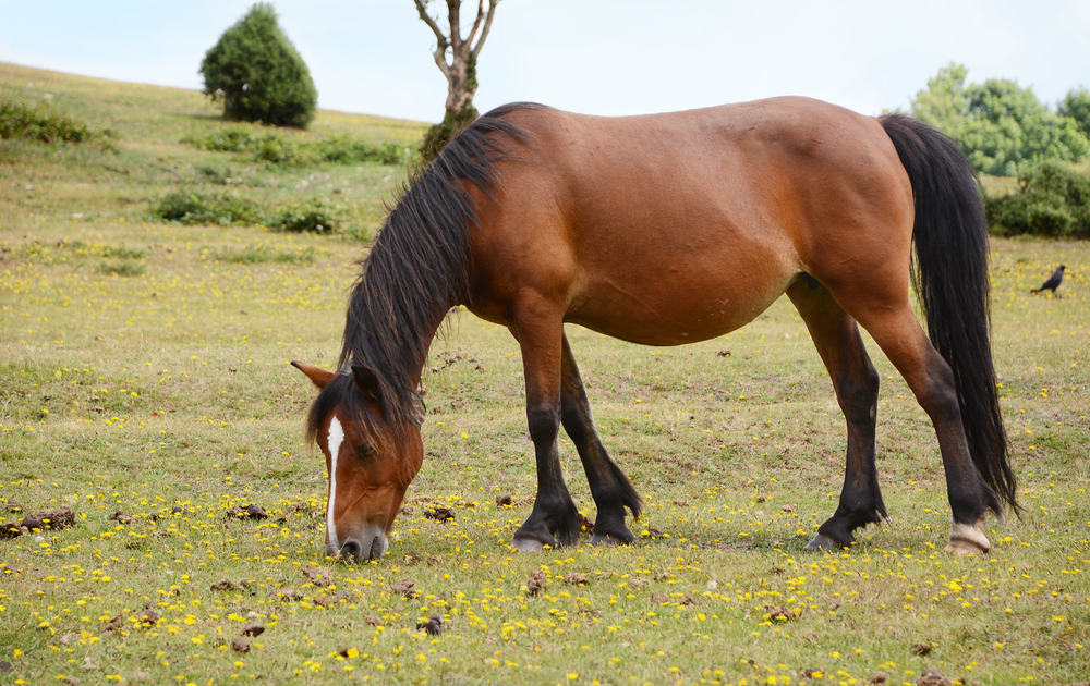 Horse Pregnancy