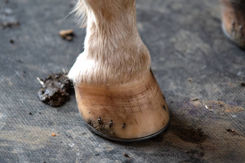 Horse Stable Mat System