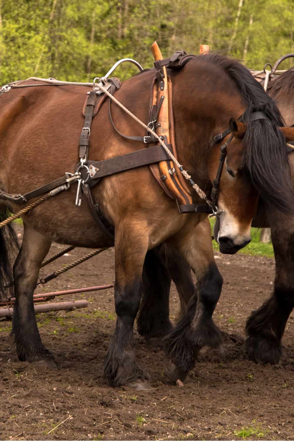 North Swedish Horse