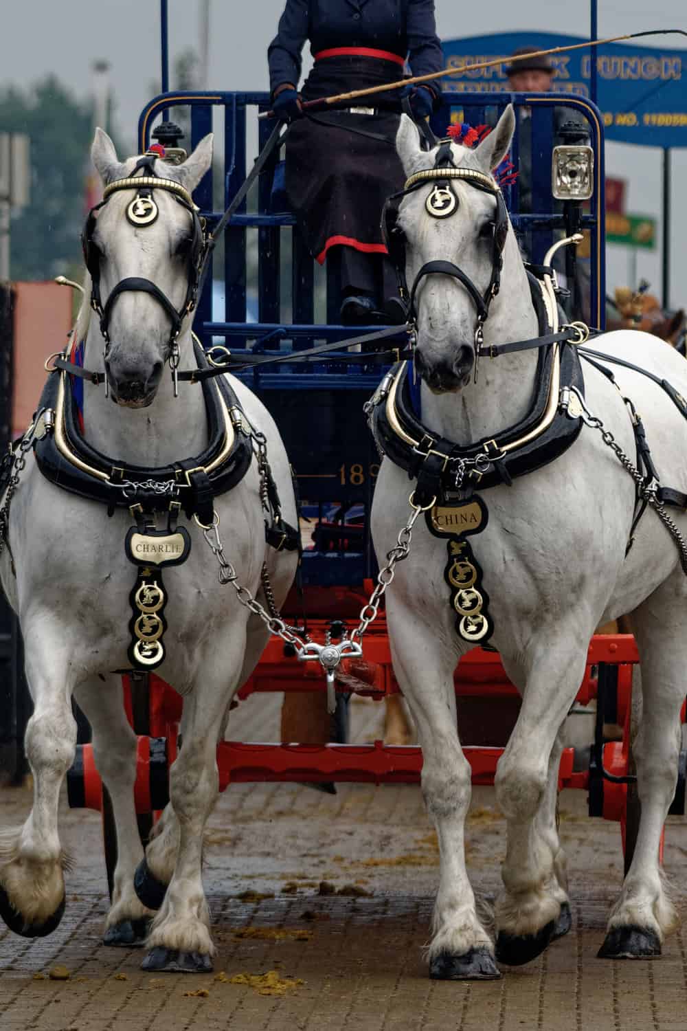 Percheron