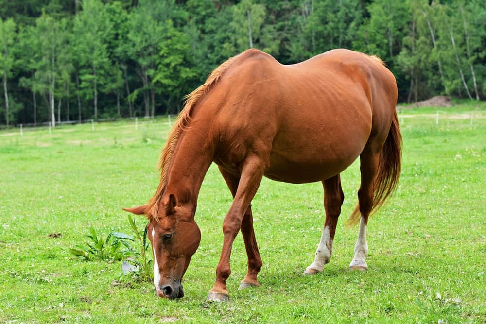 Premature and Overdue Foal