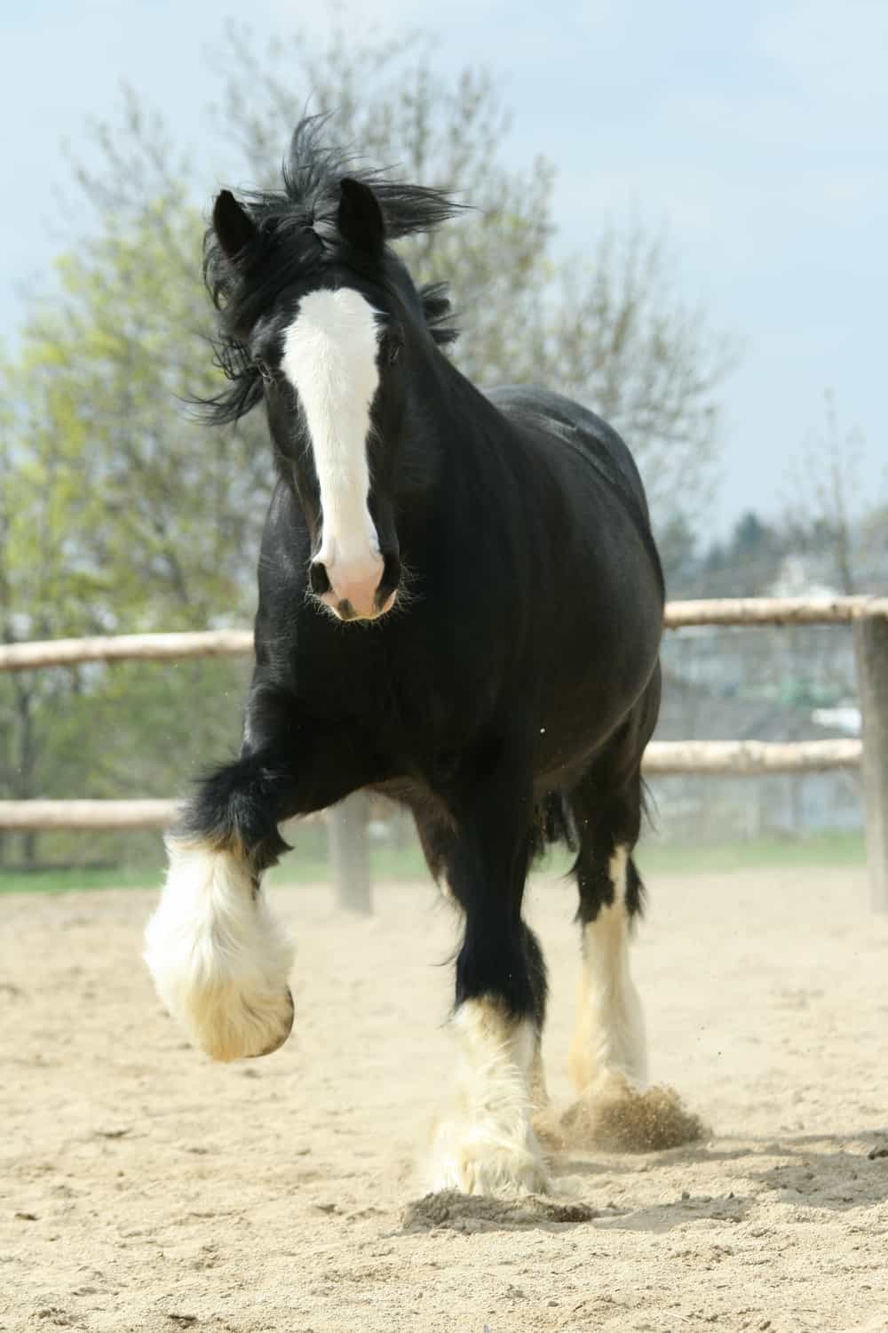 Shire Horse history