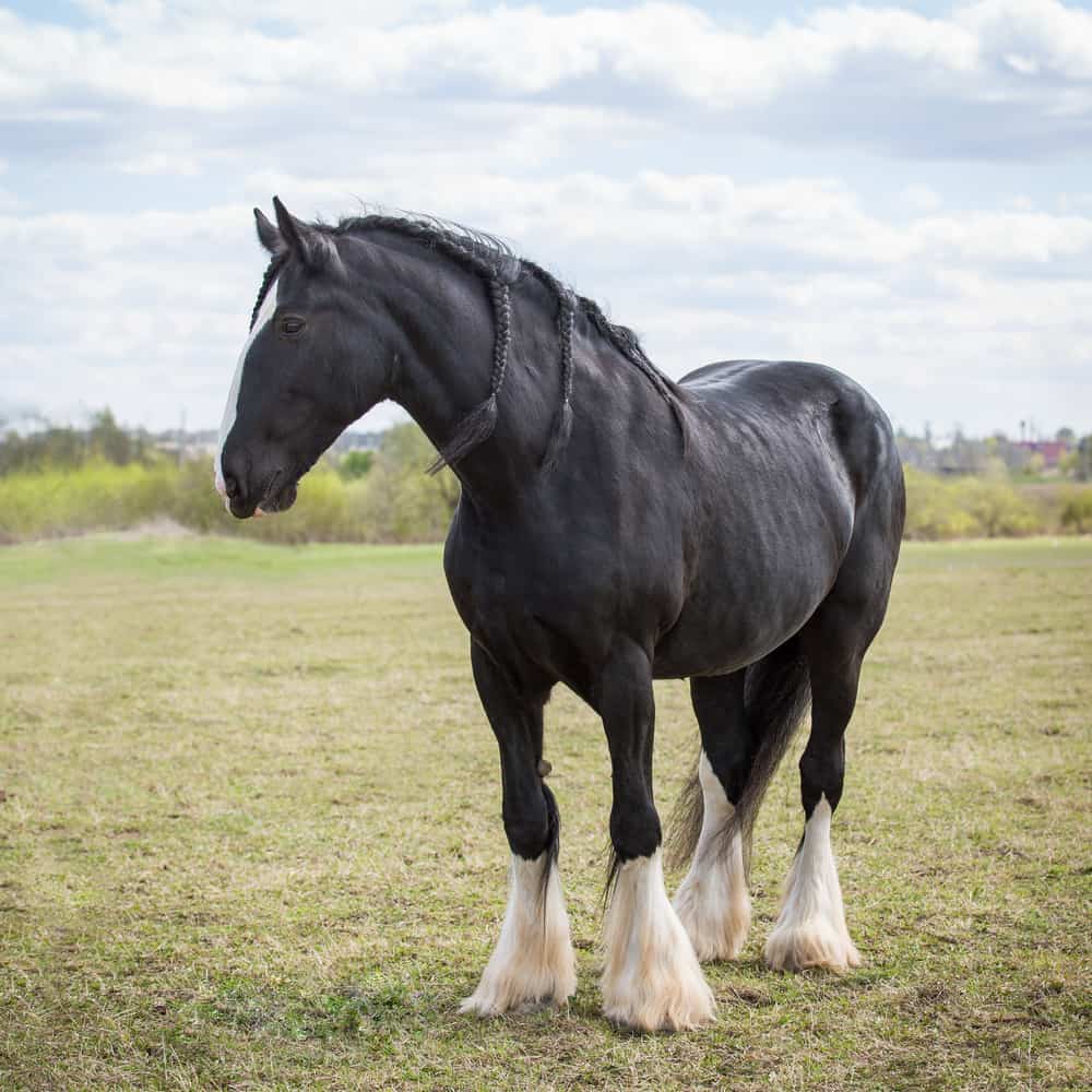 Shire Horse size