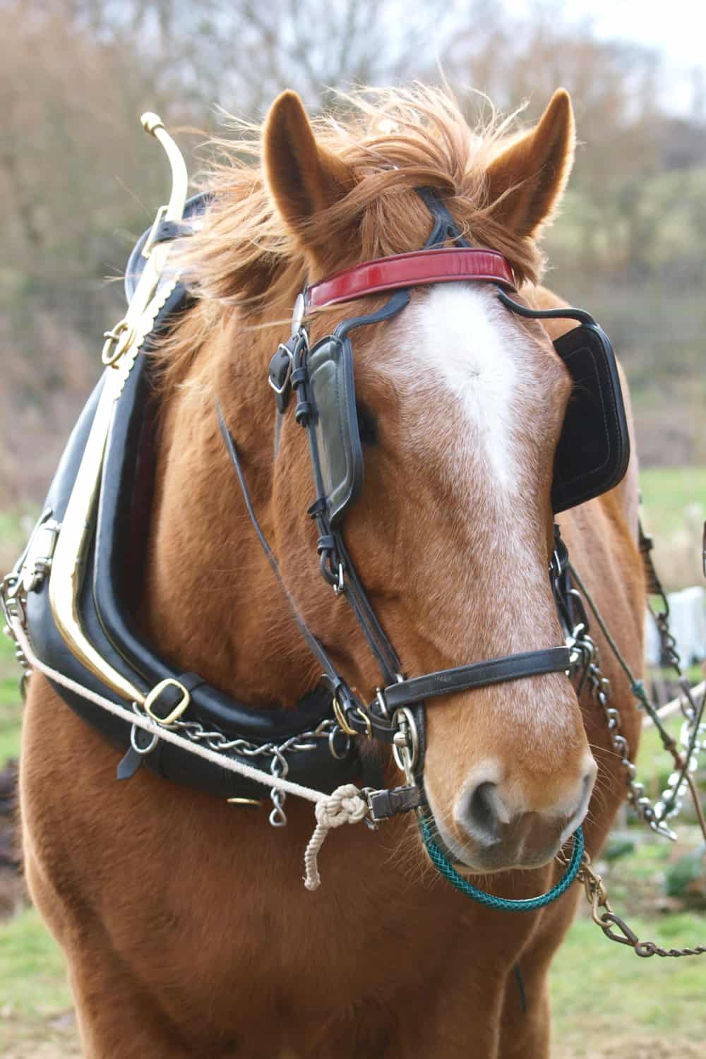 Suffolk Punch