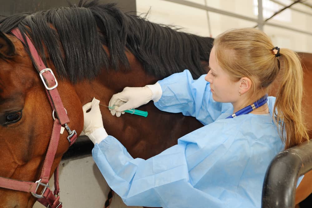 Veterinary care