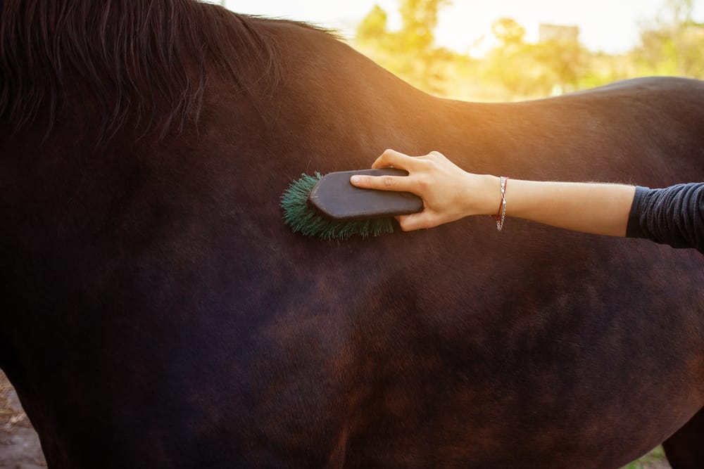 Bathe or groom your equine