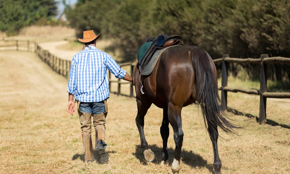 Boarding the Horse at Your Place
