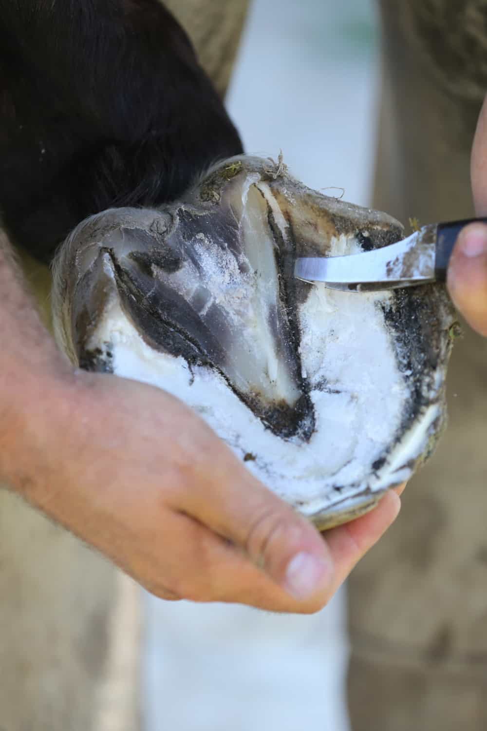 Cut dead flesh on the sole and frog