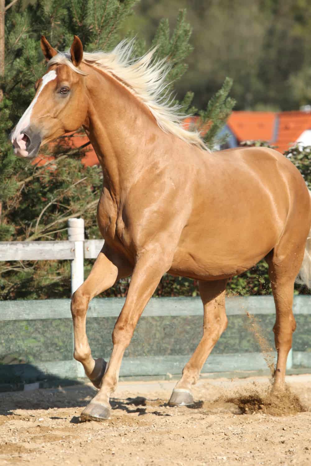 Czech Warmblood Horse