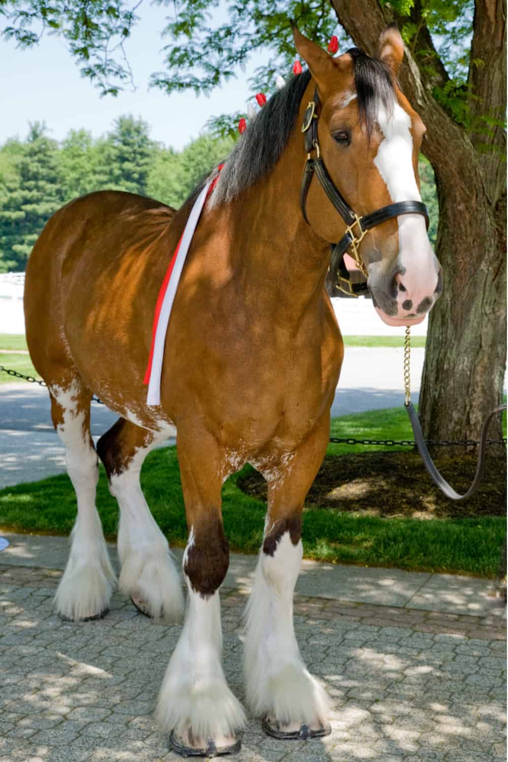 Distinct features of a Clydesdale horse