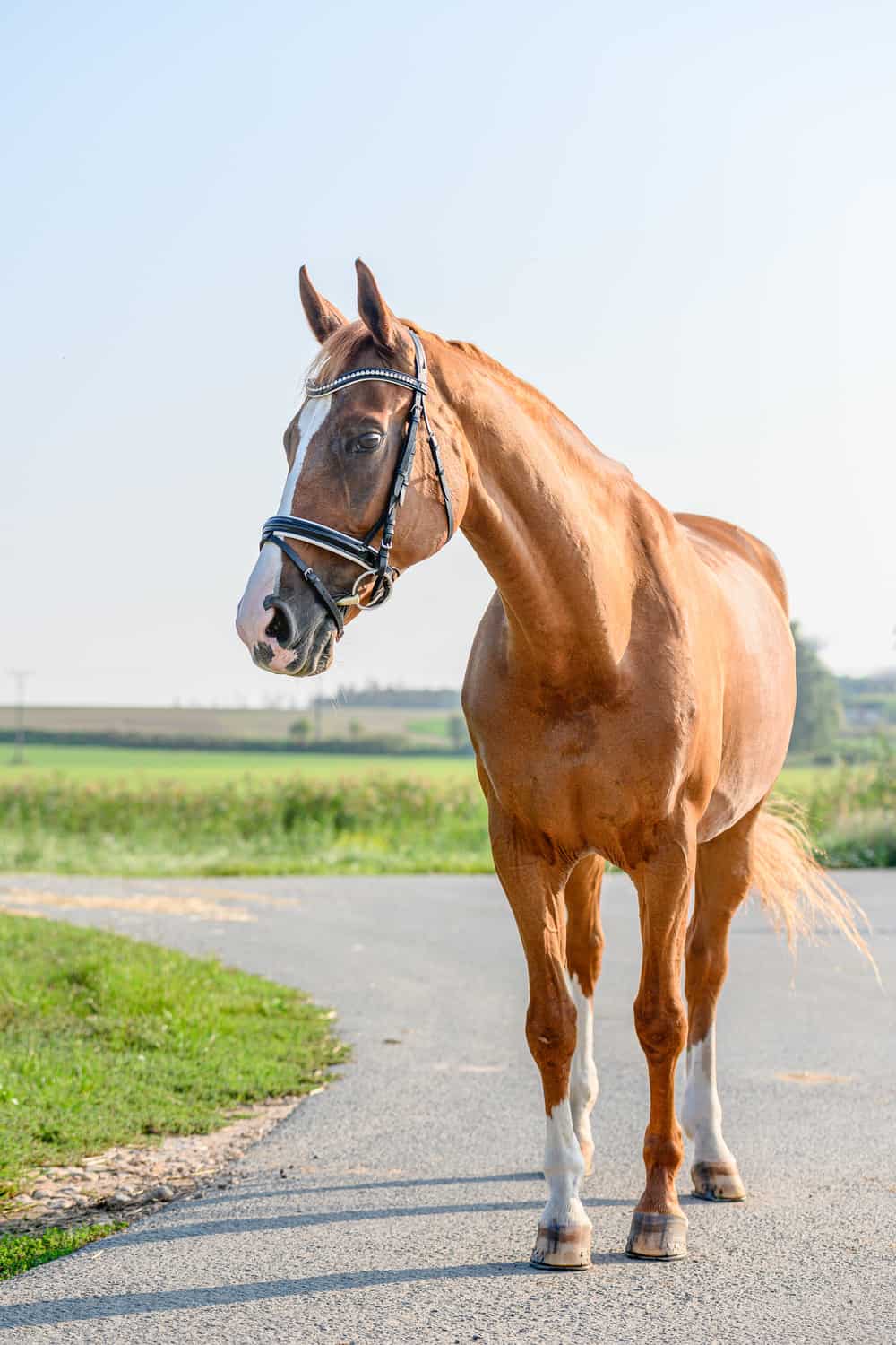 FAQs About Bay Horses