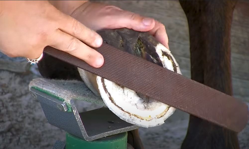 File down the hoof wall
