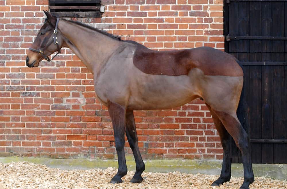 Horse Body Clipping Styles