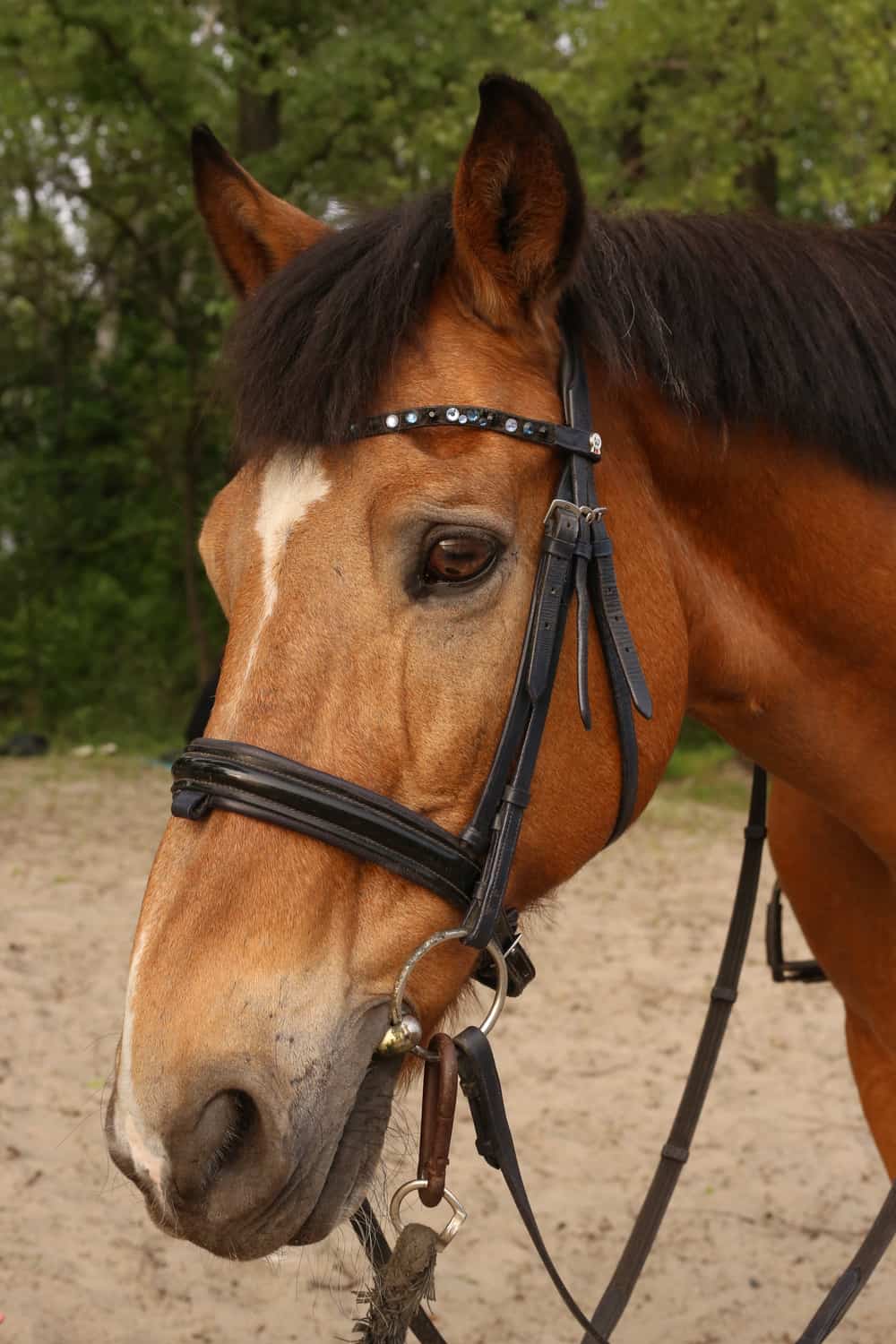 Horses’ vision influences their behavior