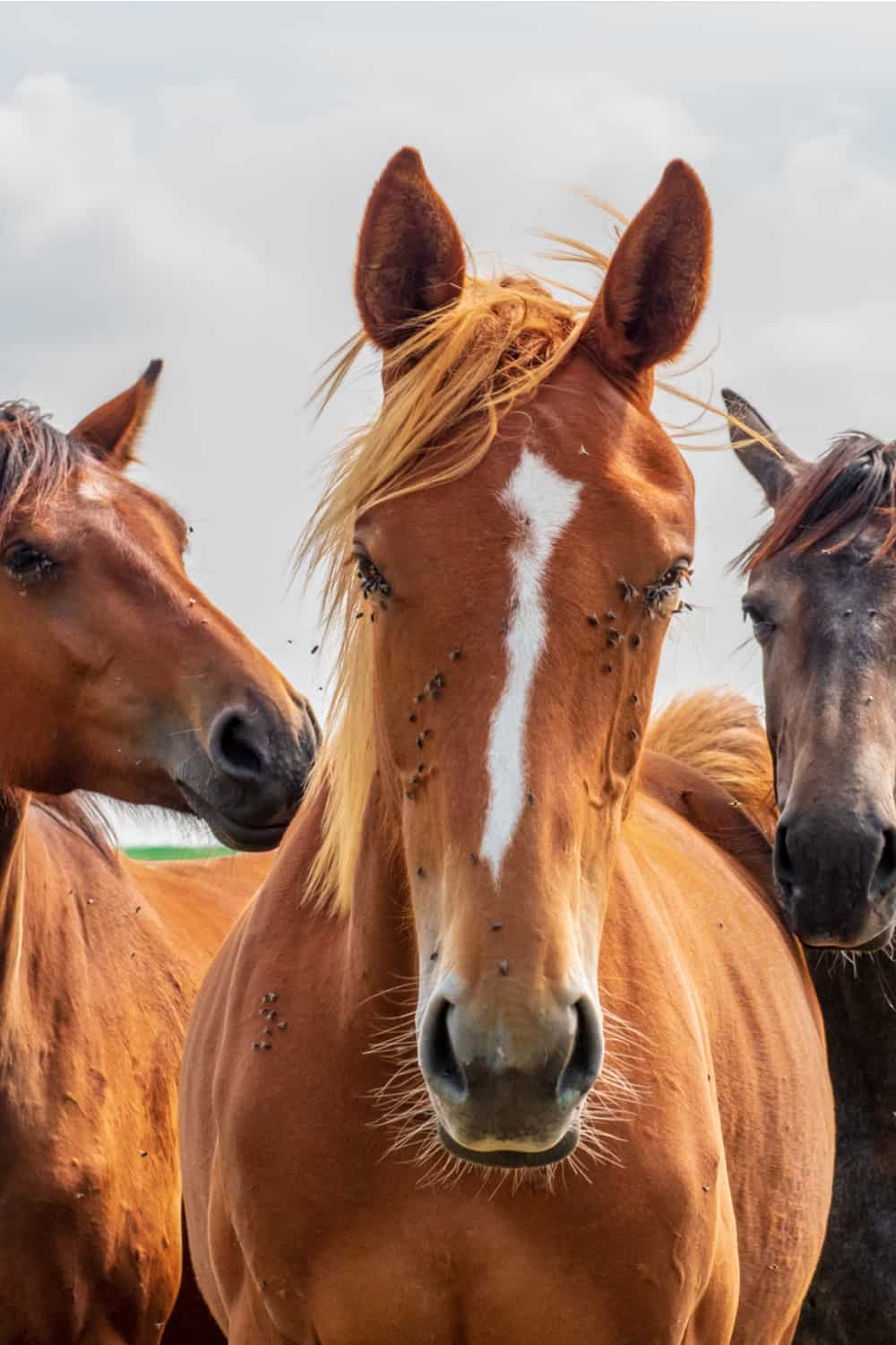 How Long Does a Horse Fly Live