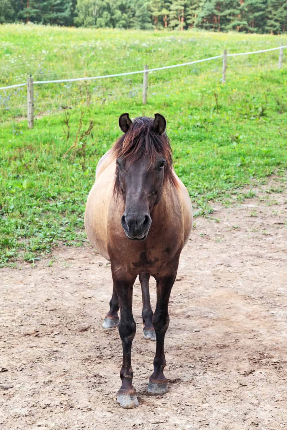 Hucul Pony