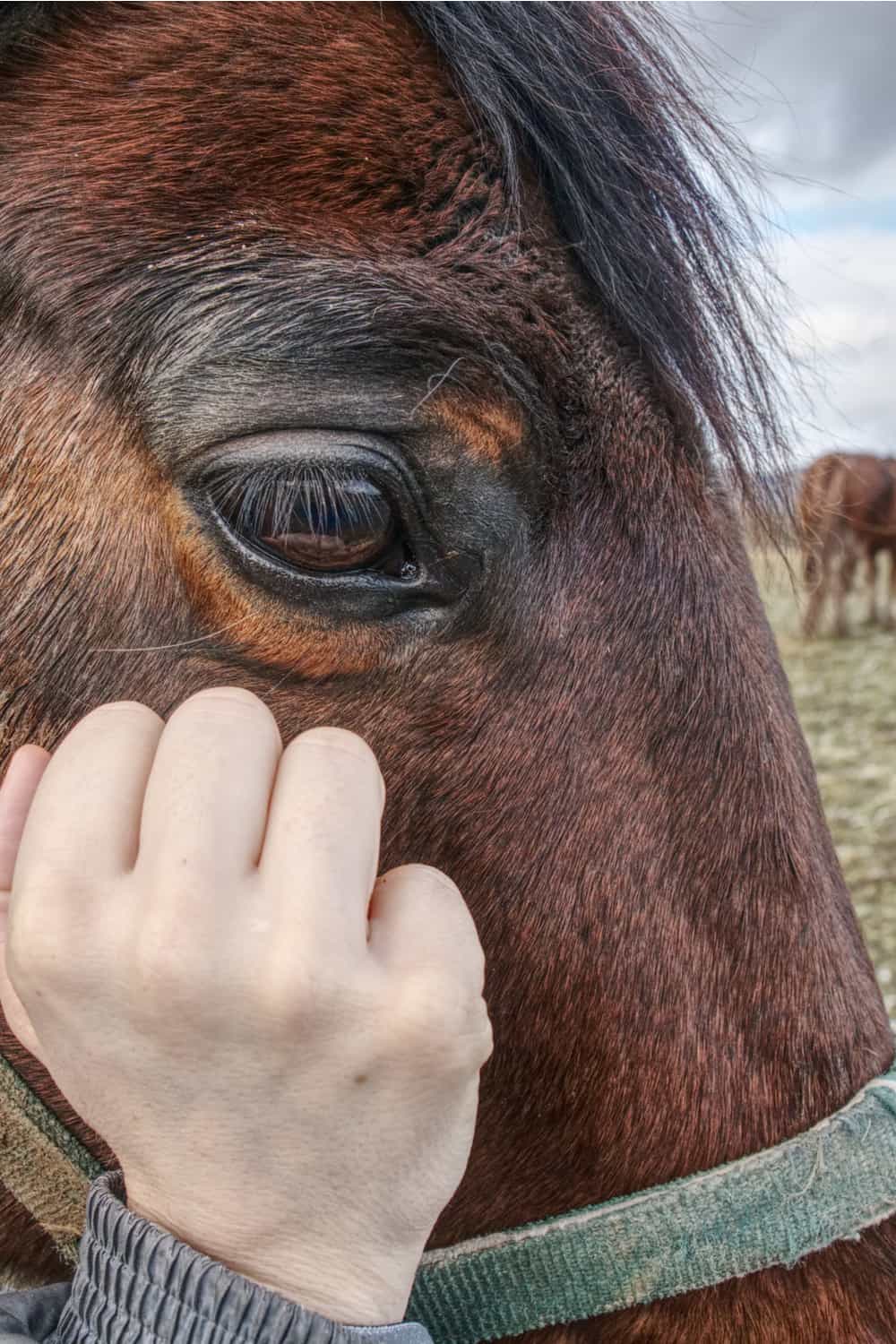 Signs of Dehydration in a Horse