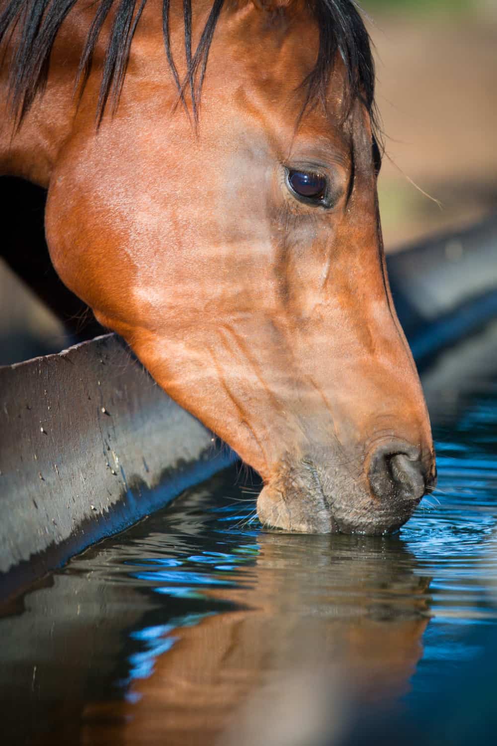 The Horse’s Overall Health