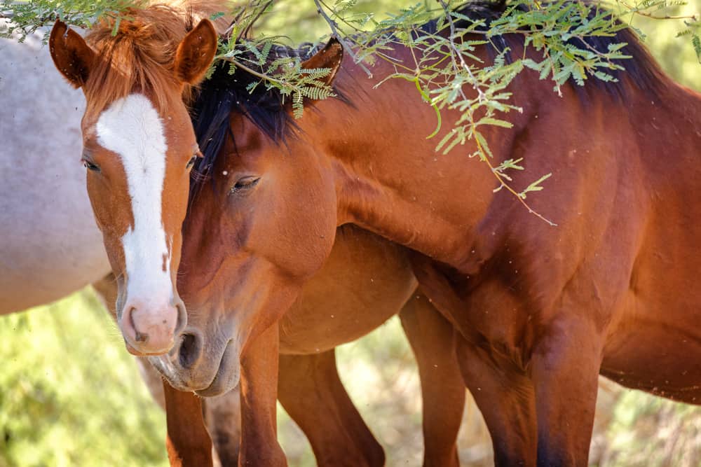 The horses whinny to show love