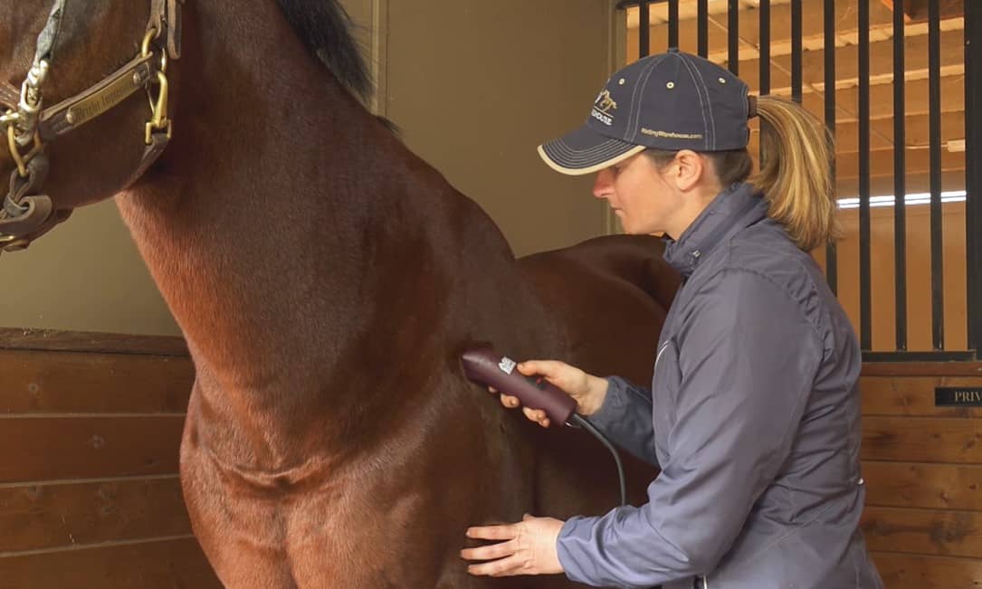 Valuable Horse Body Clipping Tips