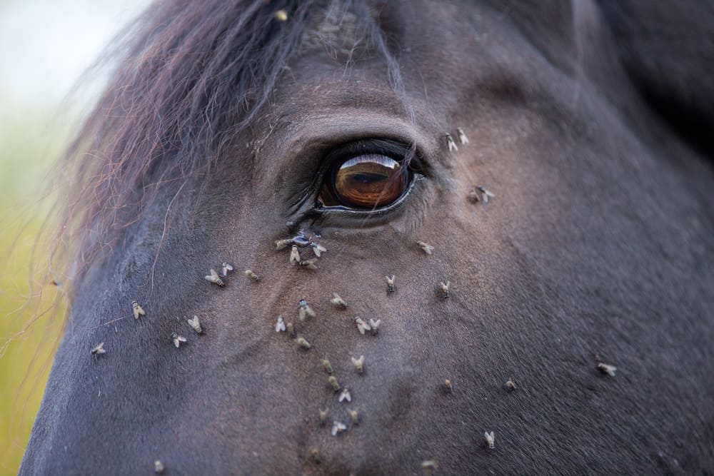 What Are Horse Flies