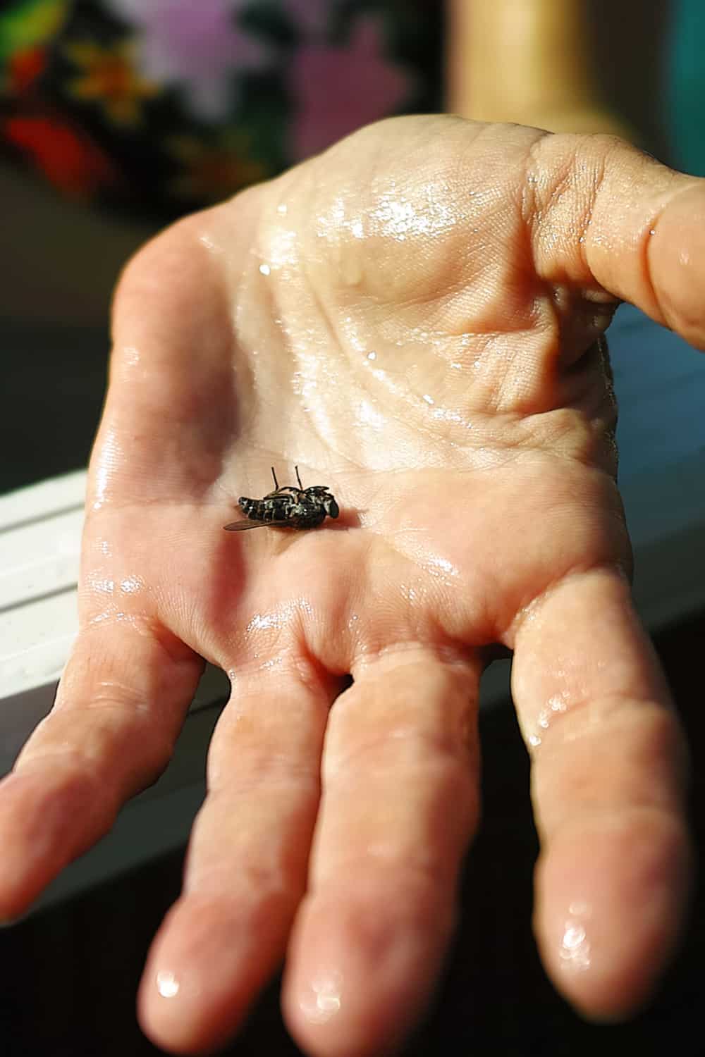 What Attracts Horseflies