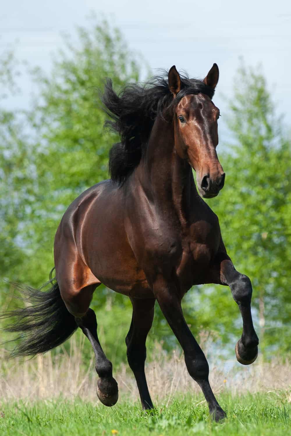 What Colors Define a Bay Horse