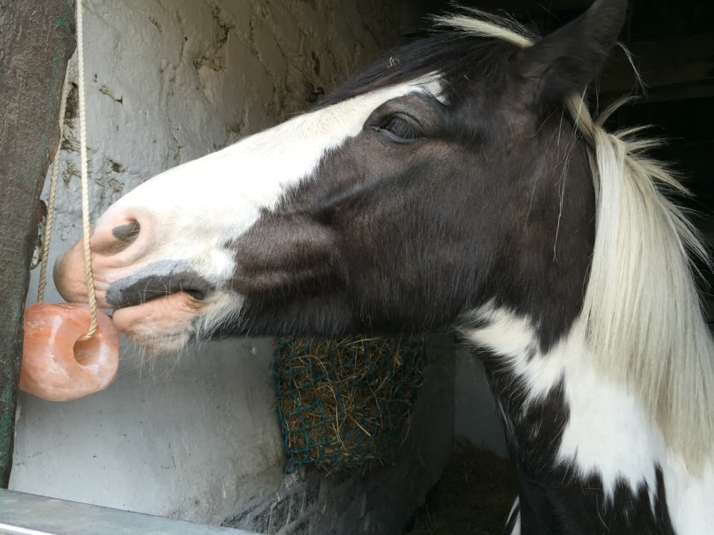 horse eat Salt