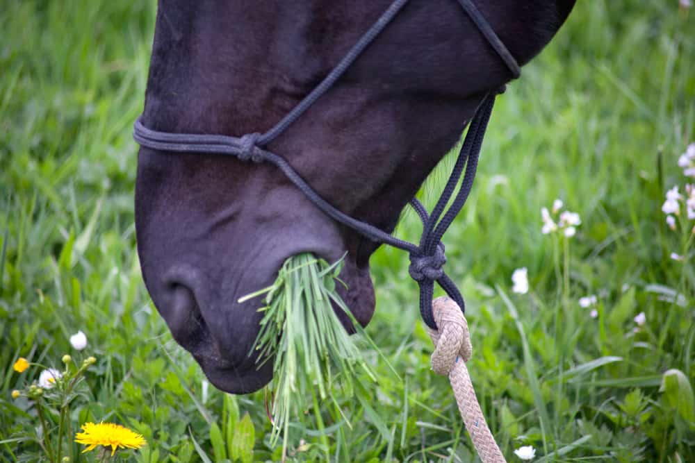 horse eat grass