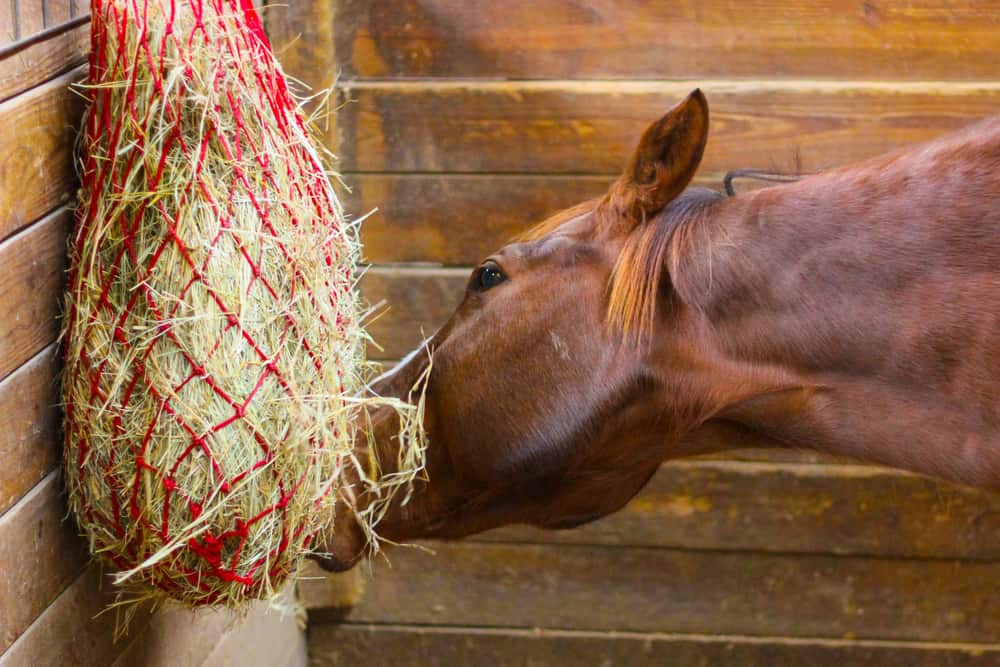 horse eat hay