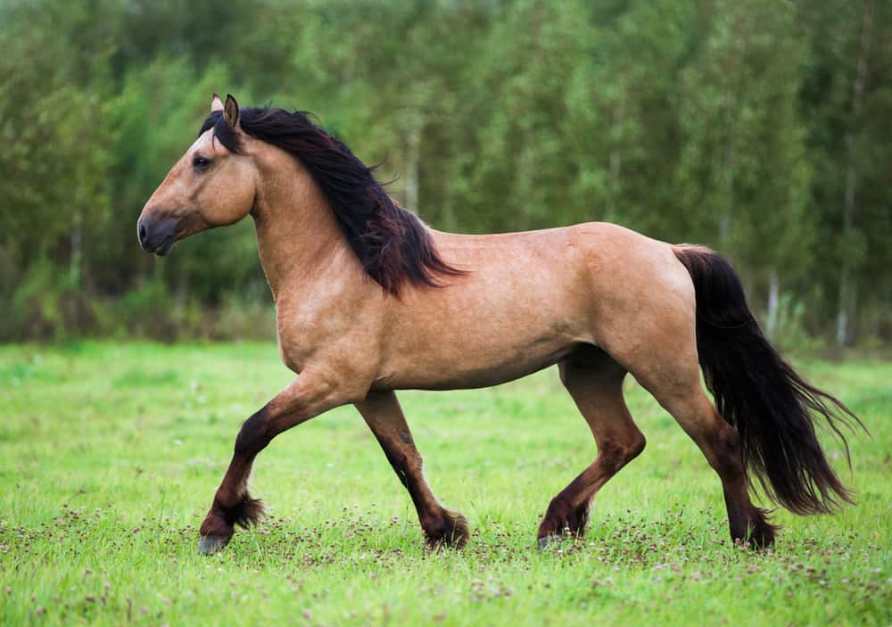 All About Buckskin Horses